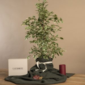 Weeping Fig Anastasia Memorial Tree by Earthbound