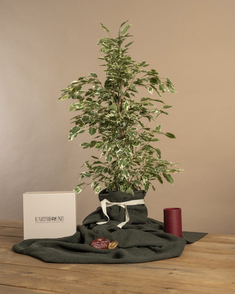 Weeping Fig Anastasia Memorial Tree by Earthbound
