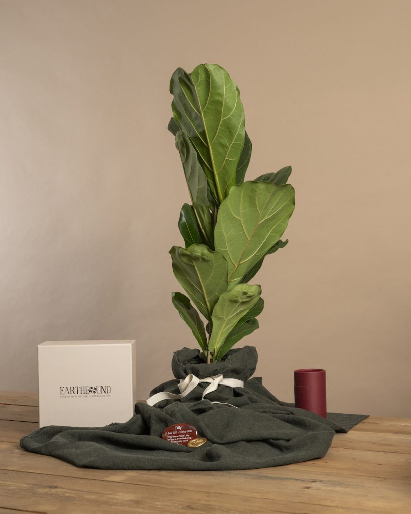 Earthbound Fiddle Leaf Fig Memorial Tree