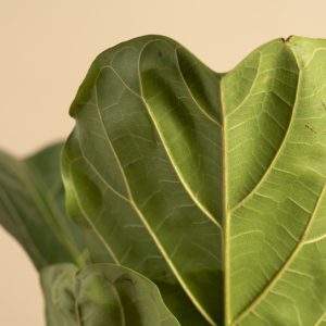Close up of Fiddle Leaf Fig leaf