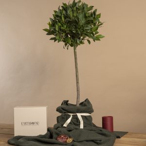 Earthbound Bay Memorial Tree