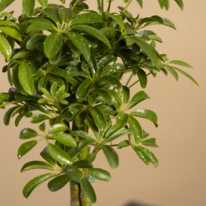 Close up of the Dwarf Umbrella Tree Memorial Tree leaves
