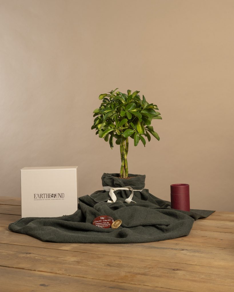 Dwarf Umbrella Tree Memorial Tree with Earthbound packaging