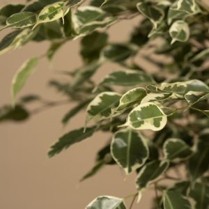 Weeping Fig Anastasia memorial tree leaves close up