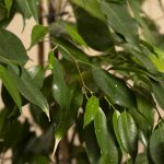 Close up of leaves from an Earthbound living memorial tree