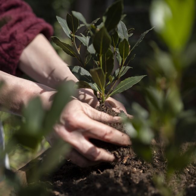 Hands placing memorial tree into the ground