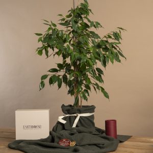 Ficus benjamina - Weeping fig memorial tree living memorial tree with Earthbound memorial packaging