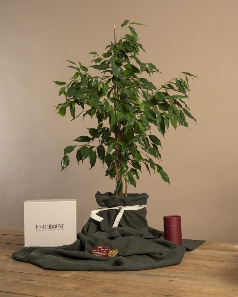 Ficus benjamina - Weeping fig memorial tree living memorial tree with Earthbound memorial packaging