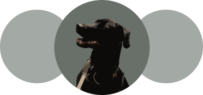 Black labrador graphic with green circles behind. For Earthbound pet memorials