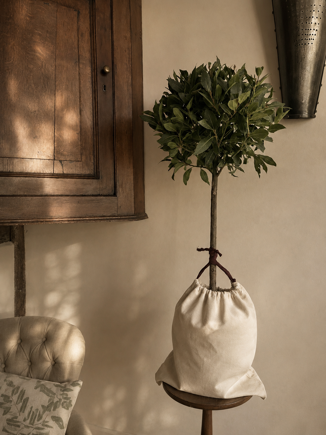 Earthbound Bay Tree