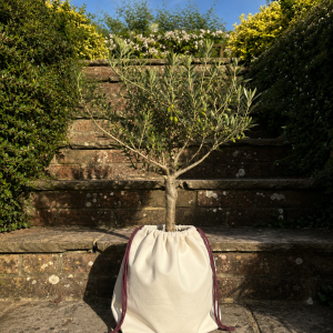 Earthbound Olive Memorial Tree in bag in front of Steps